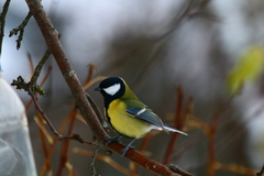 Parus major