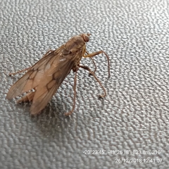 Chiromyzinae