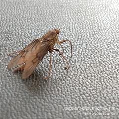 Chiromyzinae