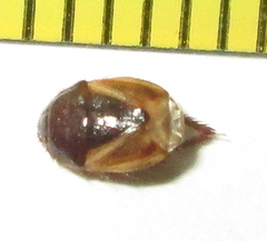Microporus