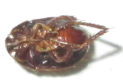 Microporus