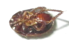 Microporus