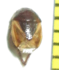Microporus