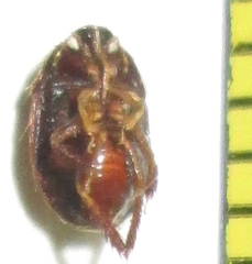 Microporus