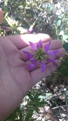 Galactia stereophylla