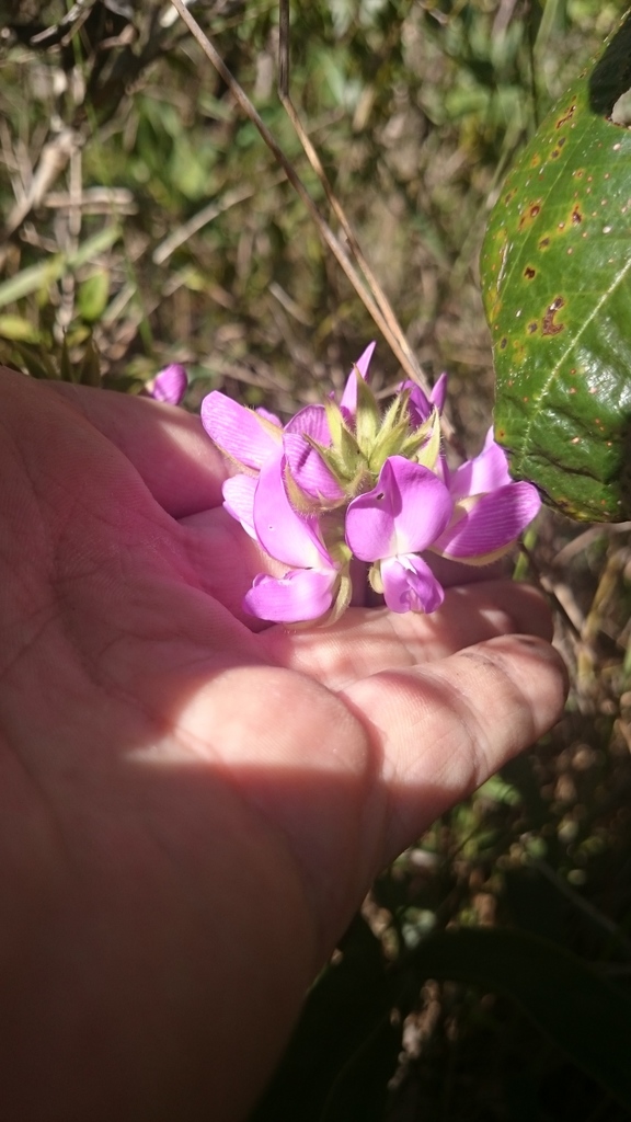 Galactia stereophylla