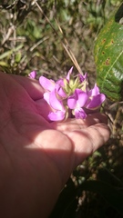 Galactia stereophylla