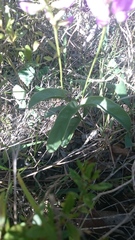 Galactia stereophylla