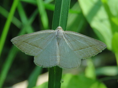 Petrophora chlorosata
