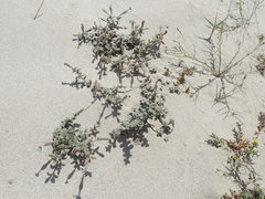 Silene succulenta corsica