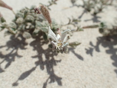 Silene succulenta corsica