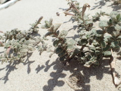 Silene succulenta corsica