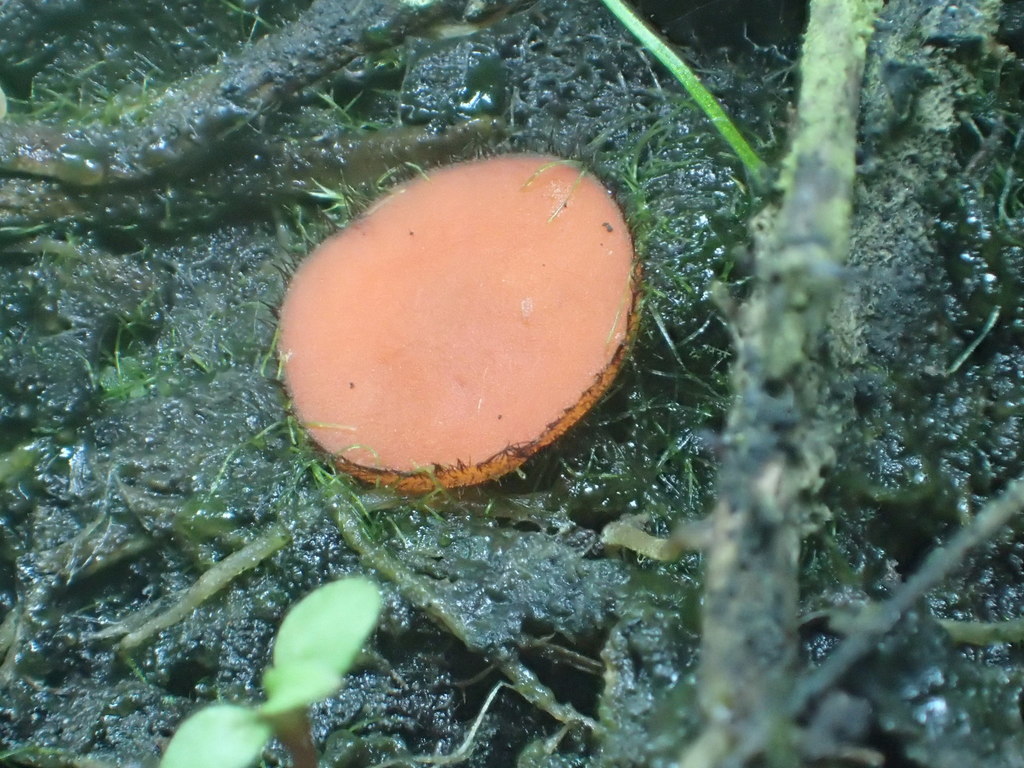Scutellinia torrentis
