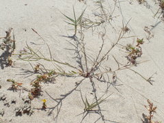 Malcolmia ramosissima