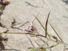 Malcolmia ramosissima