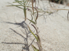 Malcolmia ramosissima