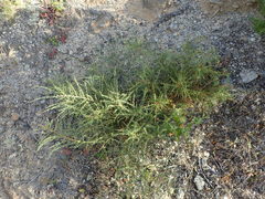 Genista corsica
