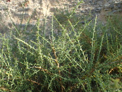 Genista corsica