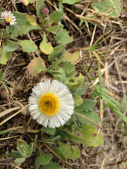 Erigeron procumbens
