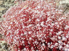 Sedum caeruleum