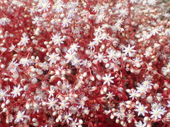 Sedum caeruleum