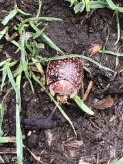 Paropsis tasmanica