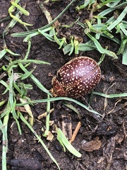 Paropsis tasmanica