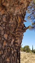 Varanus albigularis
