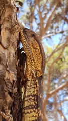Varanus albigularis