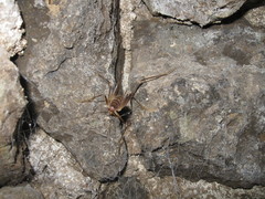 Dolichopoda geniculata