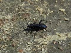 Callidium violaceum