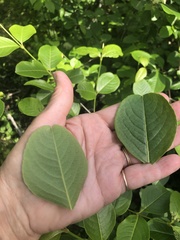 Viburnum cassinoides image