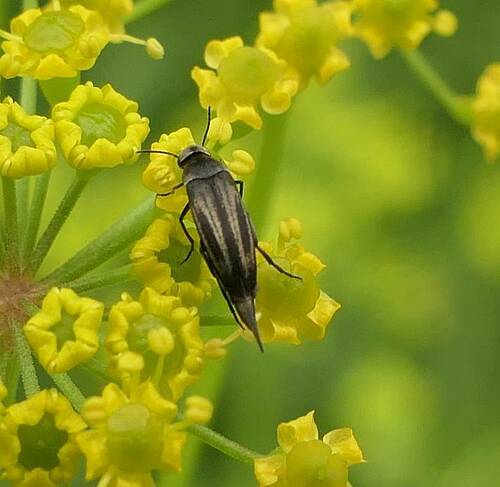 Mordellistena syntaenia