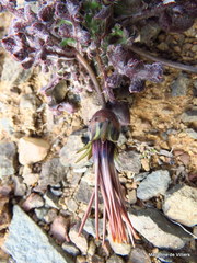 Gazania heterochaeta