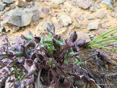 Gazania heterochaeta