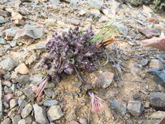 Gazania heterochaeta