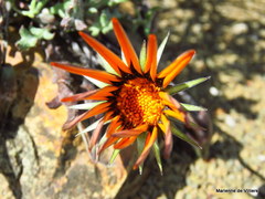 Gazania heterochaeta