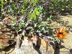 Gazania heterochaeta
