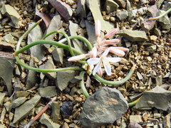Trachyandra patens