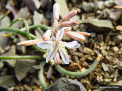 Trachyandra patens