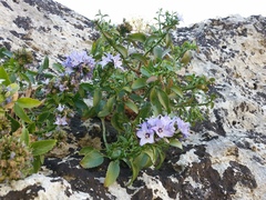 Campanula versicolor tenorei