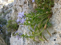 Campanula versicolor tenorei