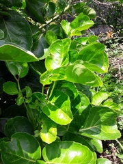 Polyscias scutellaria