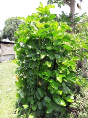 Polyscias scutellaria