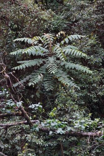 Polyscias fulva