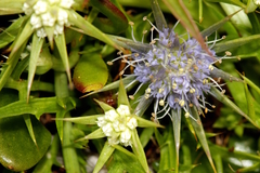 Eryngium vesiculosum