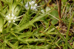Eryngium vesiculosum