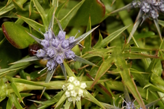 Eryngium vesiculosum