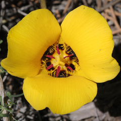 Calochortus kennedyi var. munzii