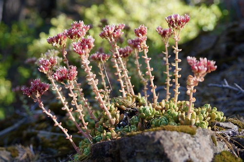 Red Mountain stonecrop (Sedum eastwoodiae)